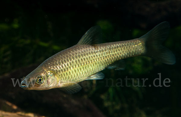 Blaubandbärbling (Pseudorasbora parva)