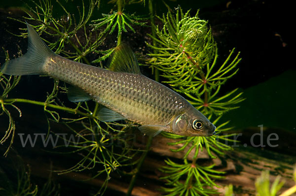 Blaubandbärbling (Pseudorasbora parva)