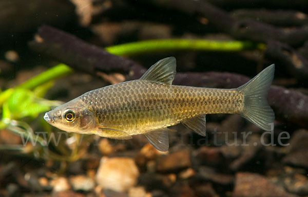 Blaubandbärbling (Pseudorasbora parva)