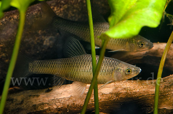 Blaubandbärbling (Pseudorasbora parva)