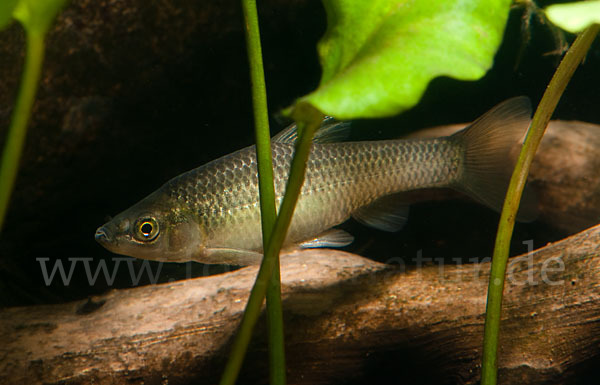 Blaubandbärbling (Pseudorasbora parva)