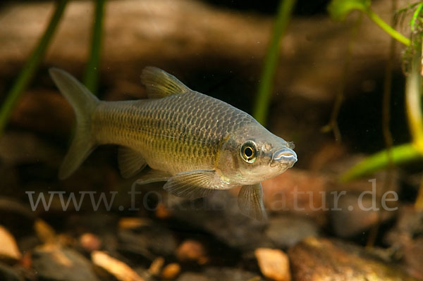 Blaubandbärbling (Pseudorasbora parva)