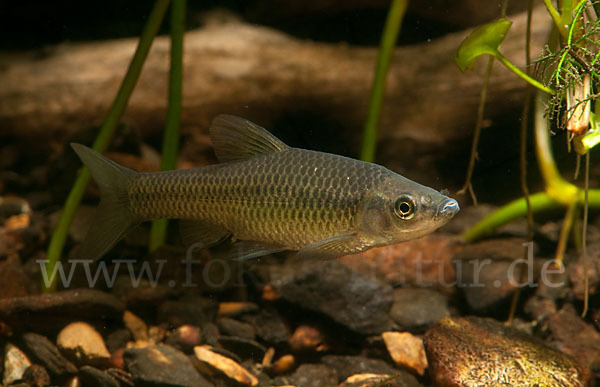 Blaubandbärbling (Pseudorasbora parva)