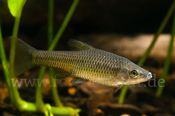 Blaubandbärbling (Pseudorasbora parva)