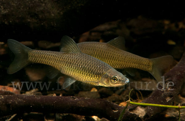 Blaubandbärbling (Pseudorasbora parva)