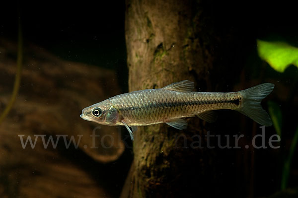 Blaubandbärbling (Pseudorasbora parva)