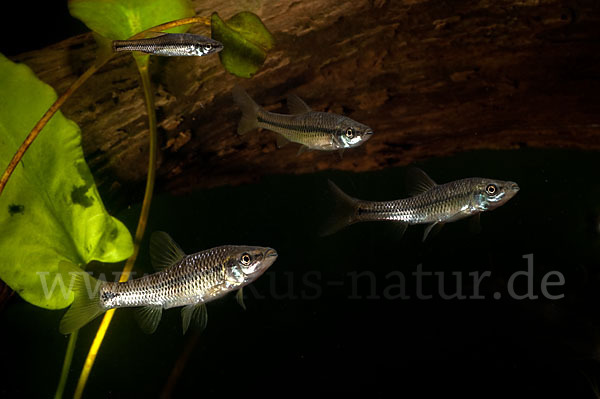 Blaubandbärbling (Pseudorasbora parva)