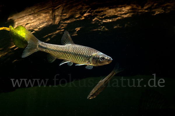 Blaubandbärbling (Pseudorasbora parva)