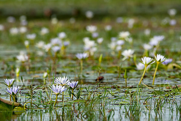 Blauer Lotus (Nymphaea caerulea)