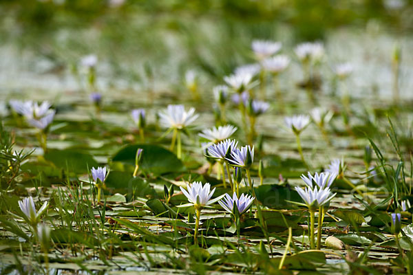 Blauer Lotus (Nymphaea caerulea)