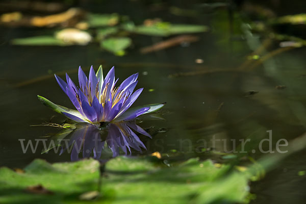 Blauer Lotus (Nymphaea caerulea)