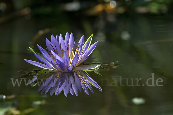 Blauer Lotus (Nymphaea caerulea)