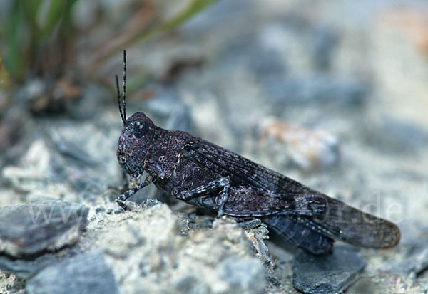 Blauflügelige Sandschrecke (Sphingonotus caerulans)