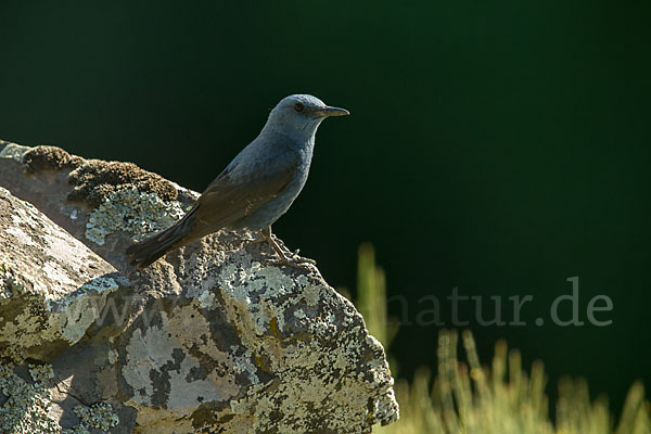 Blaumerle (Monticola solitarius)