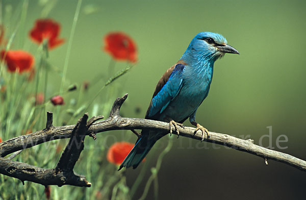 Blauracke (Coracias garrulus)