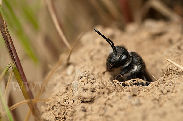 Blauschillernde Erdbiene (Andrena agilissima)