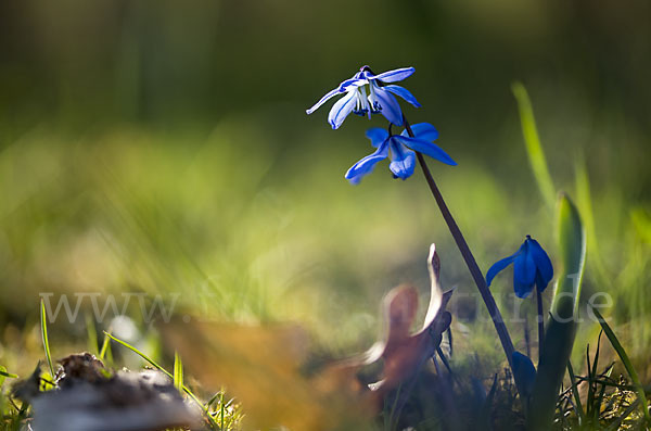 Blaustern (Scilla spec.)