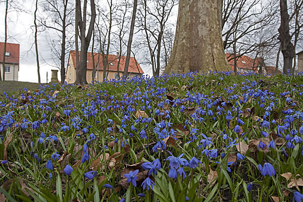 Blaustern (Scilla spec.)