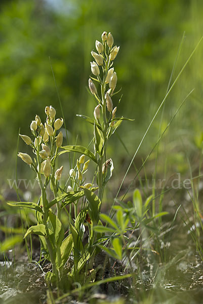 Bleiches Waldvögelein (Cephalanthera damasonium)