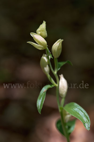 Bleiches Waldvögelein (Cephalanthera damasonium)