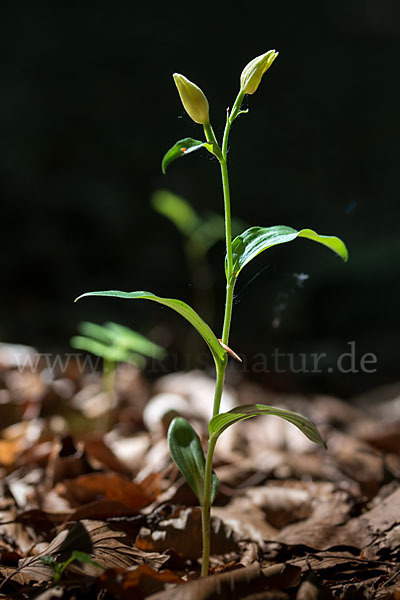 Bleiches Waldvögelein (Cephalanthera damasonium)