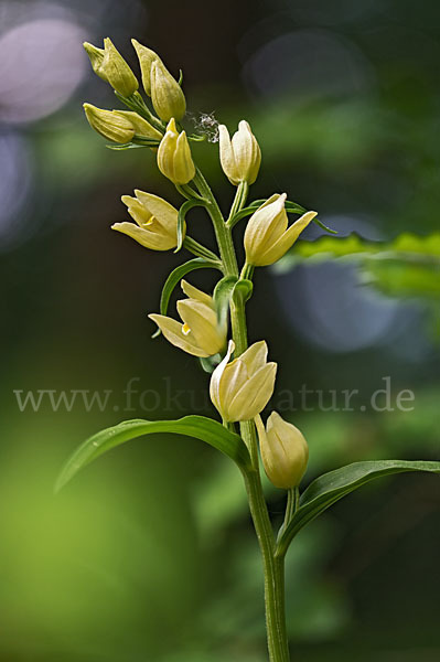 Bleiches Waldvögelein (Cephalanthera damasonium)