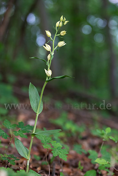 Bleiches Waldvögelein (Cephalanthera damasonium)