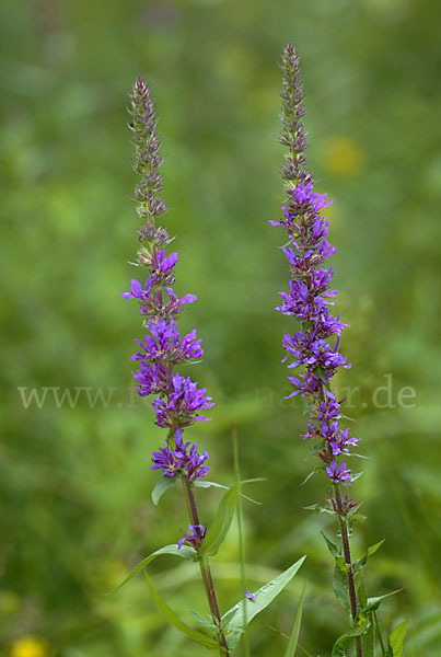 Blut-Weiderich (Lythrum salicaria)