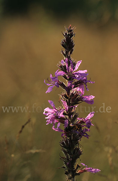 Blut-Weiderich (Lythrum salicaria)