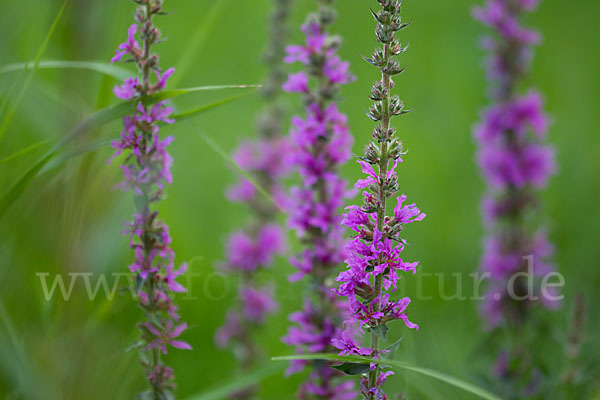 Blut-Weiderich (Lythrum salicaria)