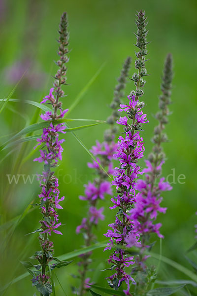 Blut-Weiderich (Lythrum salicaria)