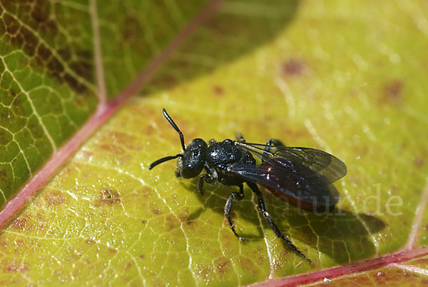 Blutbiene (Sphecodes spec.)