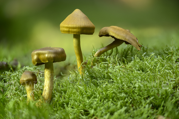 Blutblättriger Hautkopf (Cortinarius semisanguineus)