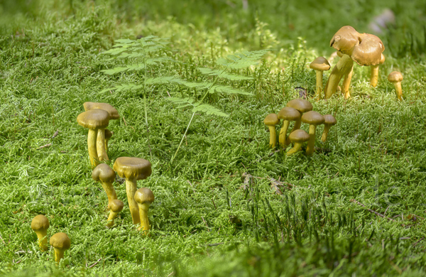 Blutblättriger Hautkopf (Cortinarius semisanguineus)