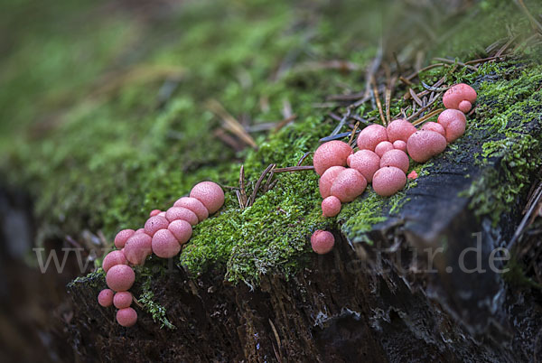 Blutmilchpilz (Lycogala epidendrum)