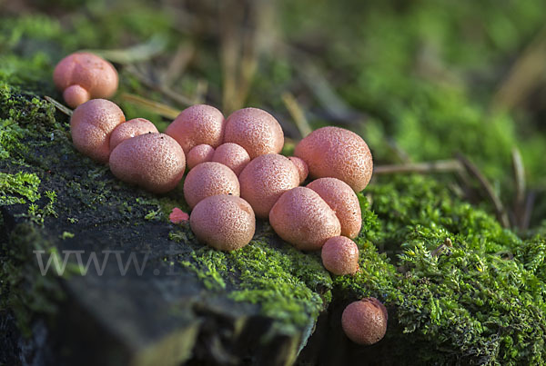 Blutmilchpilz (Lycogala epidendrum)