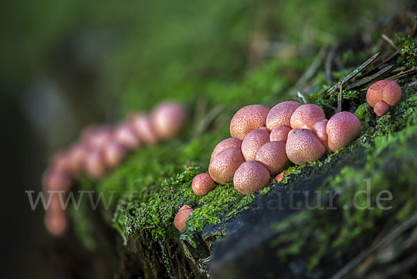 Blutmilchpilz (Lycogala epidendrum)