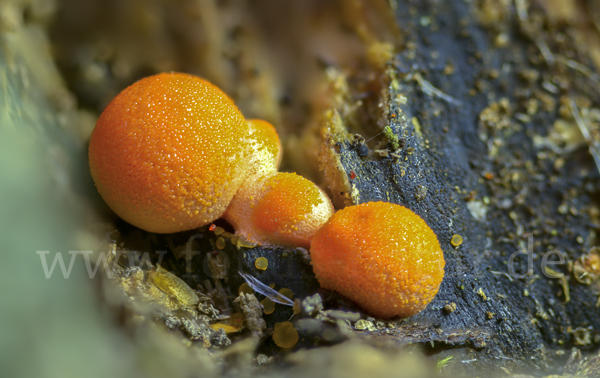 Blutmilchpilz (Lycogala epidendrum)