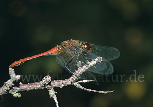 Blutrote Heidelibelle (Sympetrum sanguineum)