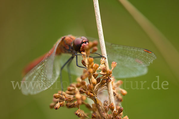 Blutrote Heidelibelle (Sympetrum sanguineum)