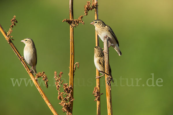 Blutschnabelweber (Quelea quelea)