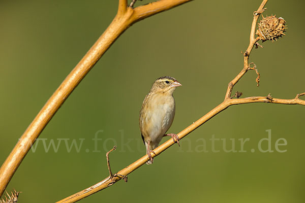 Blutschnabelweber (Quelea quelea)