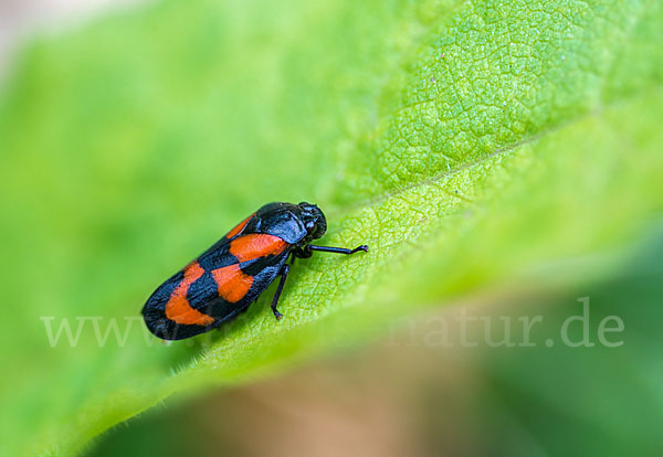 Blutzikade (Cercopis vulnerata)