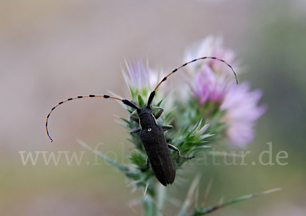 Bockkäfer spec.4 (Agapanthia annularis)