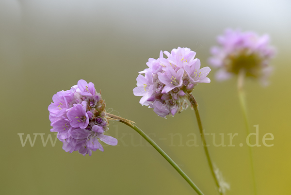 Bottendorfer Grasnelke (Armeria marittima var. Bottendorfensis)