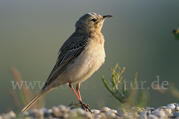 Brachpieper (Anthus campestris)