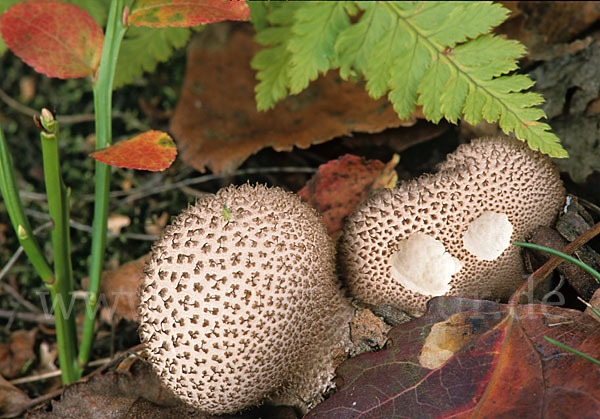 Bräunlicher Stäubling (Lycoperdon umbrinum)