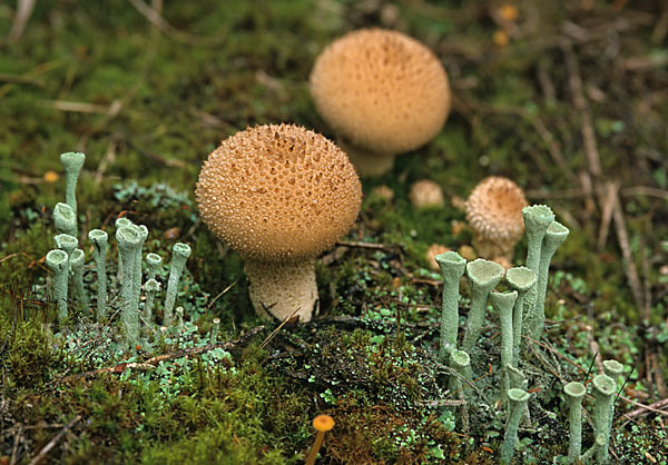 Bräunlicher Stäubling (Lycoperdon umbrinum)