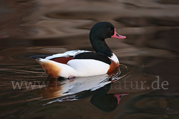 Brandgans (Tadorna tadorna)