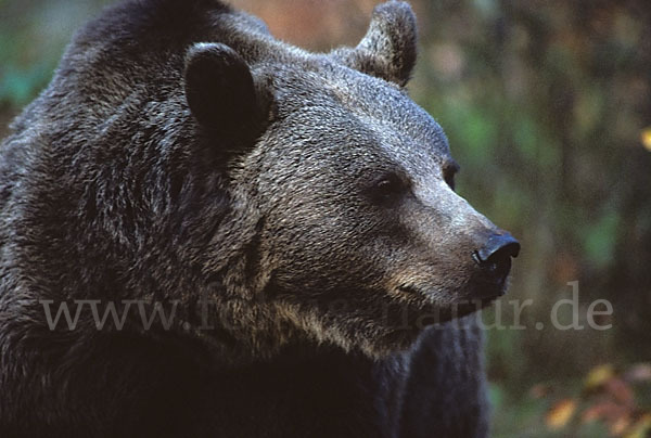 Braunbär (Ursus arctos)